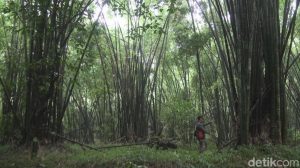Hutan Bambu Petung 1000 - Mojokerto