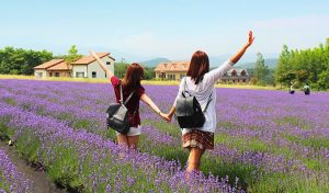 Padang lavender di Gangwon-do, Korea Selatan