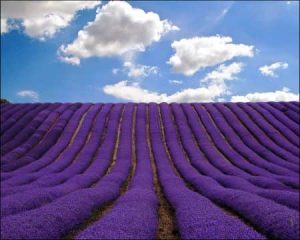 Padang lavender di Hertfordshire, Inggris