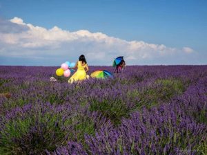 Padang lavender di Victoria, Australia